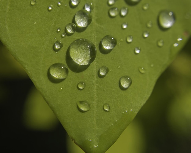 雨上がりの水滴と影 大小の粒の両方。葉の上の水滴