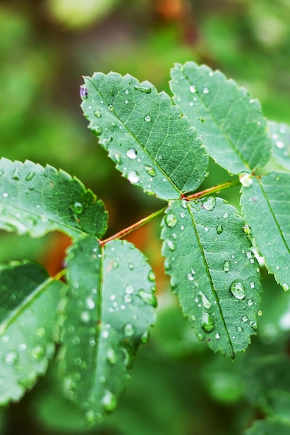 작은 녹색 잎 근접 촬영에 물방울