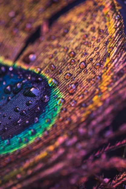 Water droplets on the surface of colorful peacock feather