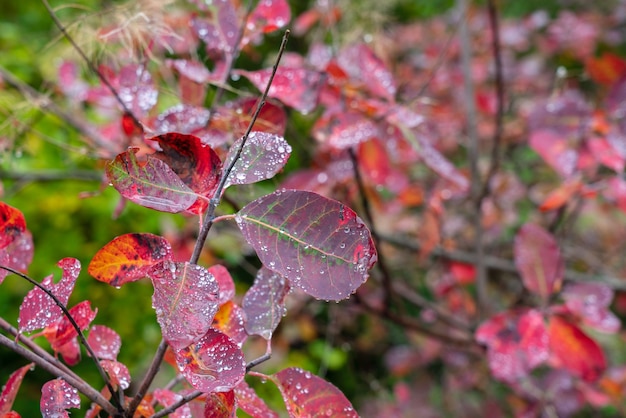 Water droplets on tree leaves