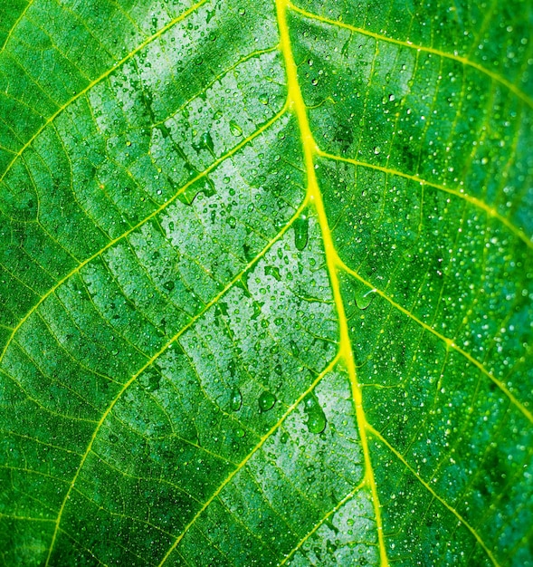 Water droplets on a walnut leaf