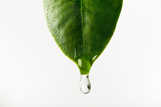 Water dropping from leaf