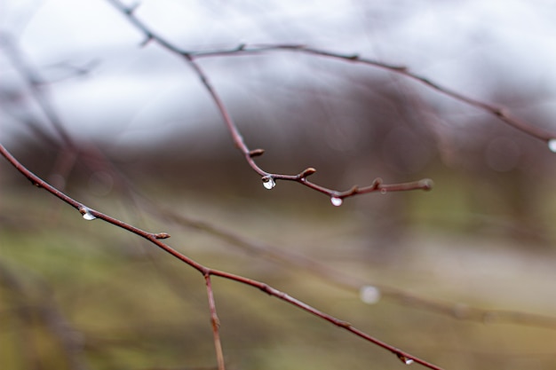 木の枝に雨が降ると水が落ちる