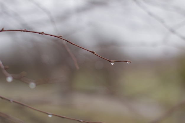 Water drops after rain on tree branches