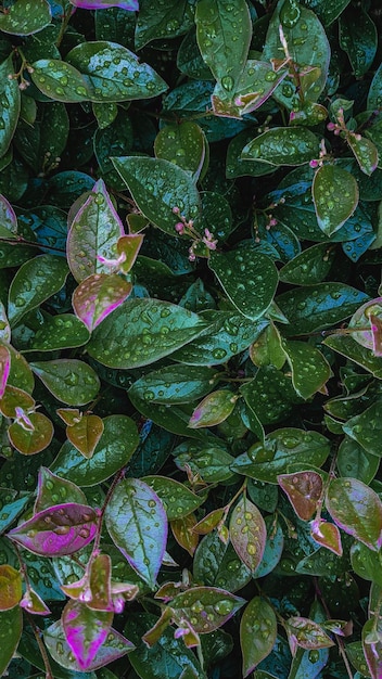 Water drops are on the green leaves after rain Natural snapshot of green foliage for wallpaper