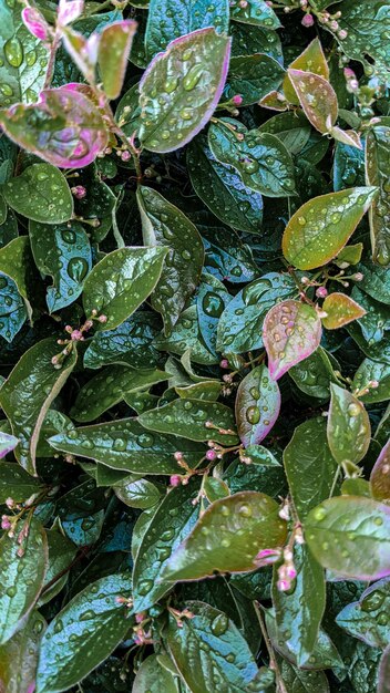 Water drops are on the green leaves after rain