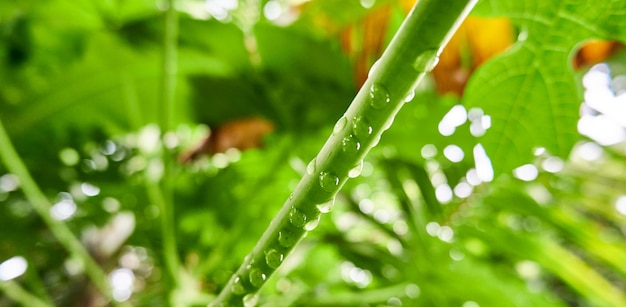 Water drops on a beautiful papaya stalk