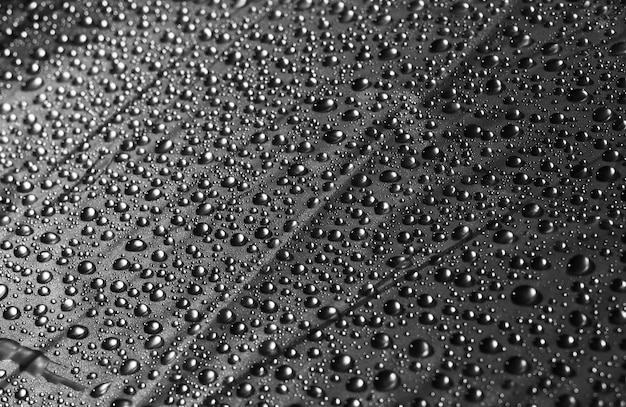 Water Drops Black and white abstract photography