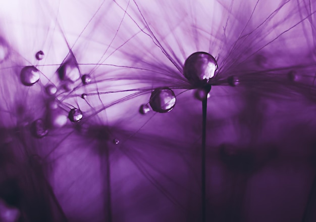 Water drops on a dandelion in macro