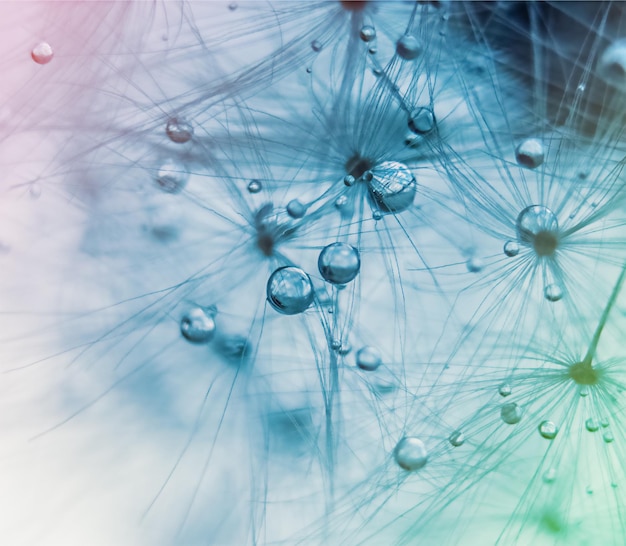 Water drops on a dandelion in pink blue and green colors in macro