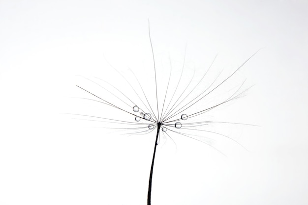 The water drops on a dandelion on white