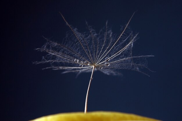 Photo water drops on a dandelion