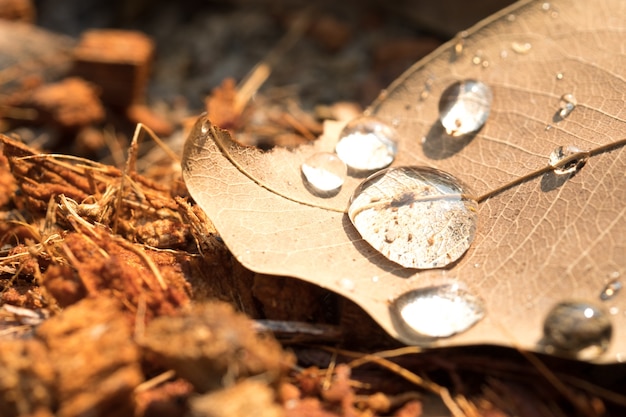 water drops on dry leaf in the morning and sunlight