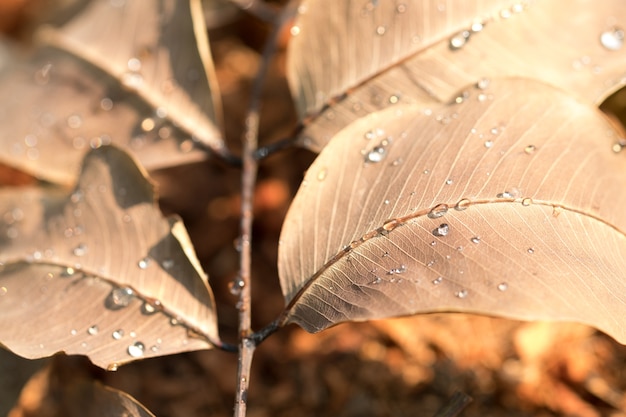 капли воды на сухом листе утром и солнечный свет