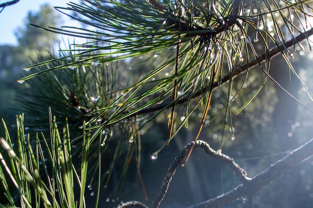 Water drops falling from the leaves of a pine at sunrise
