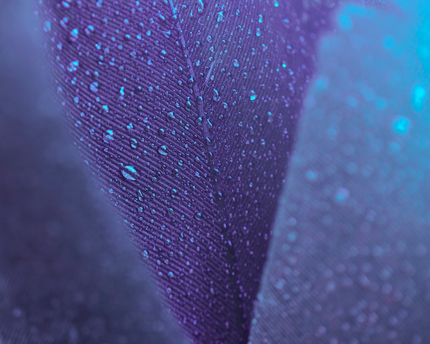 Water drops floating on the beautiful exotic peacock feather backgrounds