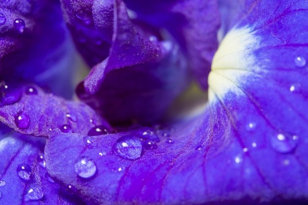 Water drops on flowers anchan