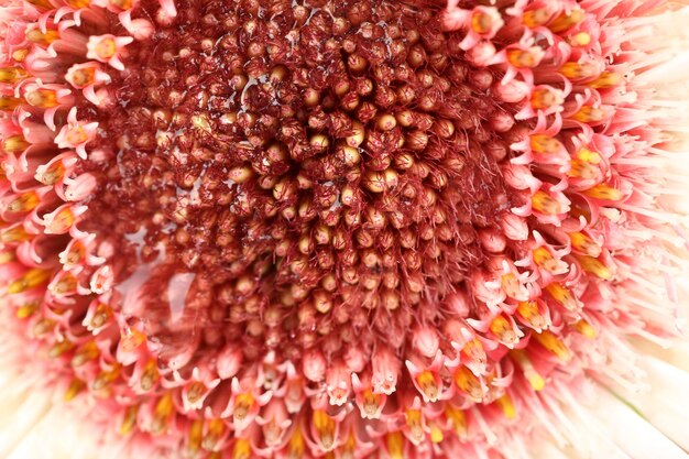 Water drops on gerbera petals closeup