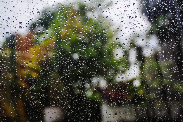 Water drops on glass or rain drop with tree in background