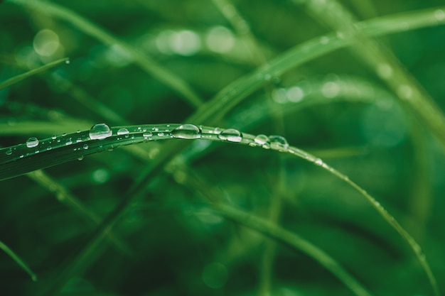 Water drops on grass blade, close-up