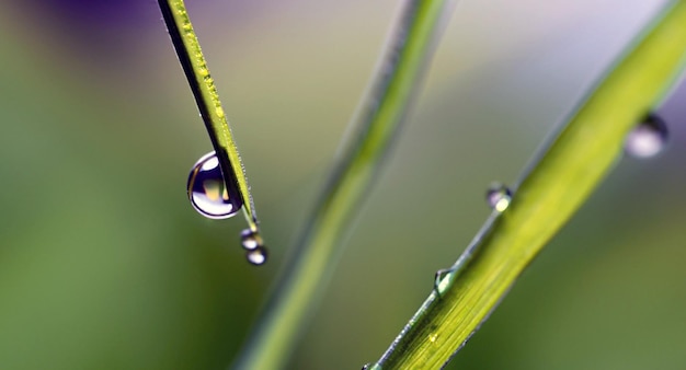 Water drops on grass close up with natural background