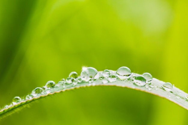 緑のぼやけた背景を持つ草の上に水滴