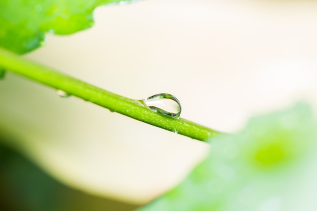 緑の枝に水滴