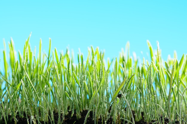 Gocce d'acqua sull'erba verde contro il cielo