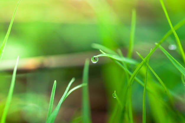 緑の草の上に水滴