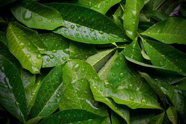 Water drops on green leaf for background