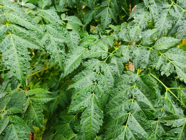 Water drops on green leaf background