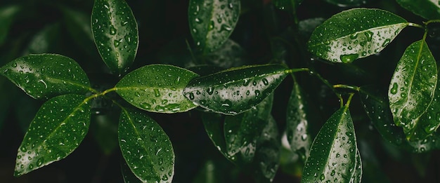 Gocce d'acqua sul fondo della natura di purezza della foglia verde