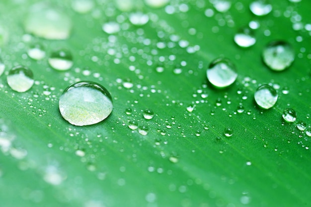 Water drops on green leaf, purity nature background