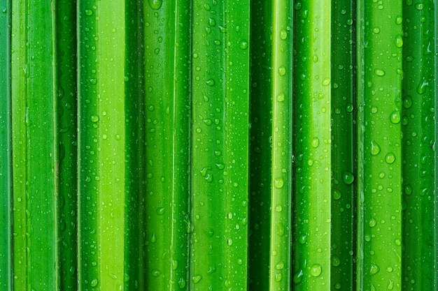 Foto gocce d'acqua sulla foglia verde, sfondo della natura di purezza