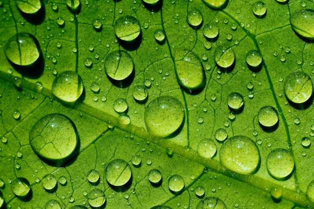 Water drops on green leaf, purity nature background