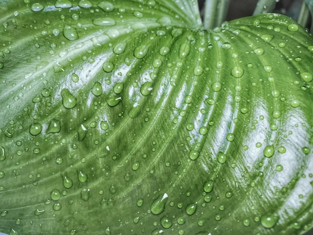 Water drops on green leaf in rainy day Close up concept