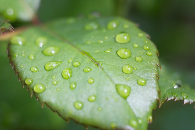 Gocce d'acqua su una foglia verde, foglie di rosa bagnata dopo la pioggia