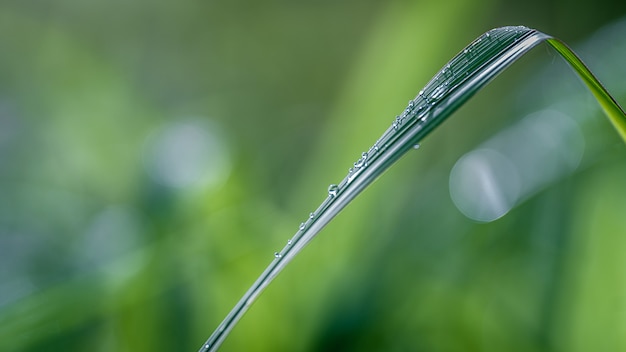 Капли воды на зеленом листе