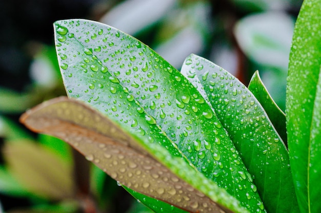 Water drops on green leaf