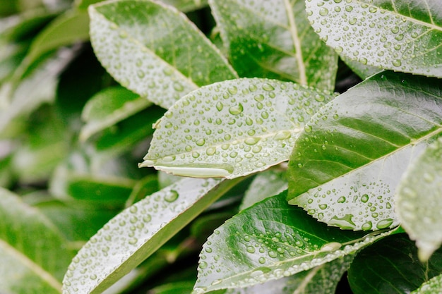 Water drops on green leaf