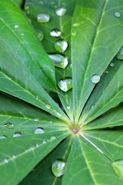 水は緑の葉の上に落ちた