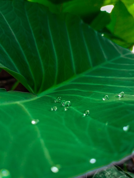 Water Drops on green leaf