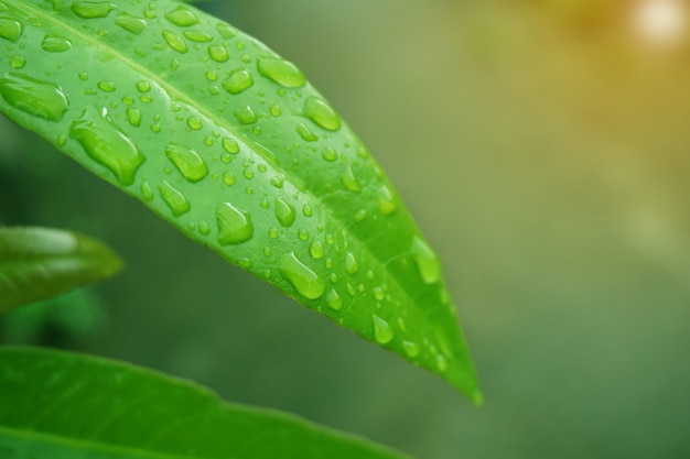 Photo water drops on green leaves after rain.