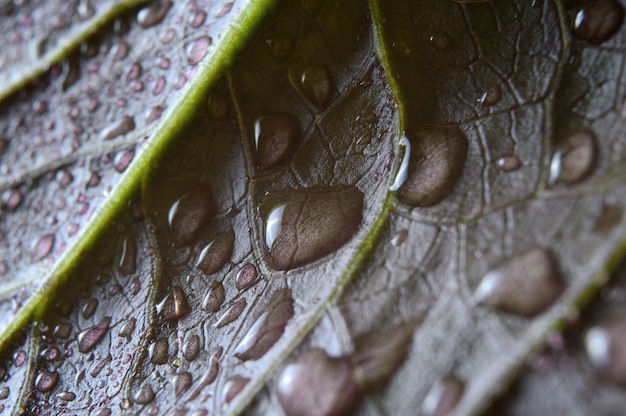 Water drops on green leaves. close-up.