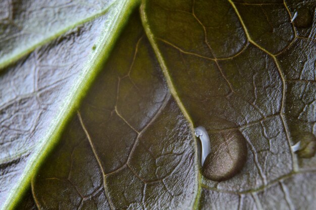 water drops on green leaves. close-up.