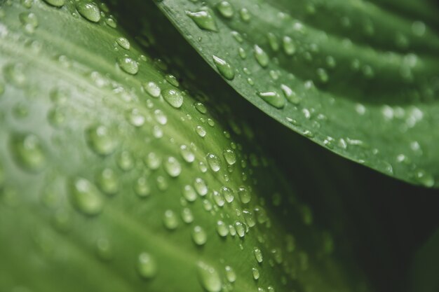 Water drops on green leaves.