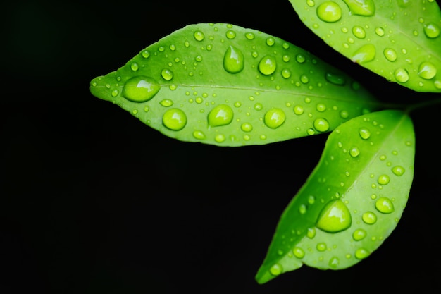 Water drops on green leaves.