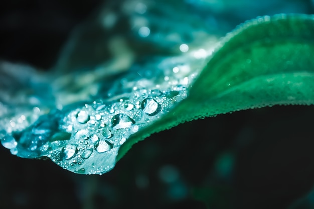 Photo water drops on leaf. beautiful green leaf texture with drops of water.