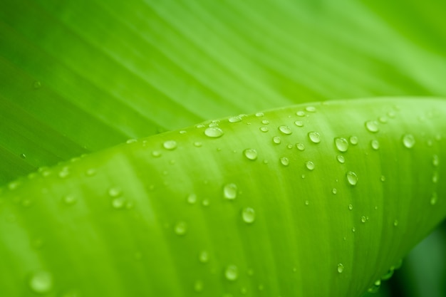 Water drops on leaf close up