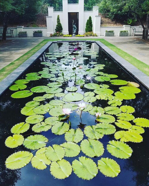 Photo water drops on leaf floating on pond